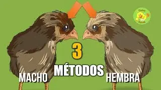 How to tell if a chick is male or female - 3 easy tricks