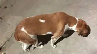 The cute street dog stopped asking for food