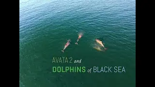 Karadeniz'de Yunuslar Drone'a Yakalandı