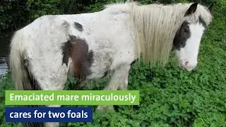 Emaciated mare miraculously cares for two foals
