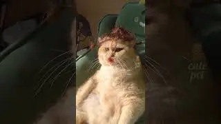 Amazing Short!!! #music #love #song #cats #subscribe