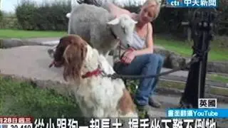 傻傻分不清楚？英國綿羊以為自己是狗