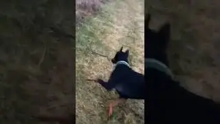Доберман против змеи😳