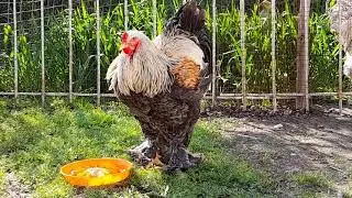 Куры Брама,Окрас Бсо,brama bso