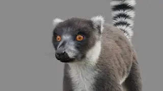 Ring Tailed Lemur Hair using Ornatrix 6.2 / 3ds max 2020 and V-Ray 5.0