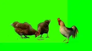 Green Screen Ayam Jago, Green Screen Ayam Betina