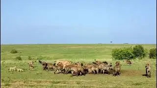 Single sub-adult male lion joins a hyena clan's kill (along with 3 jackals)