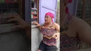 KBS: GATAS NG BAKA/ FELLING TAGA BARADO