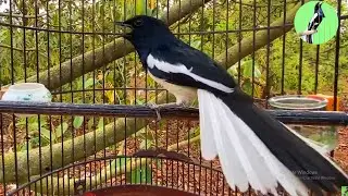 Choè than HÓT ĐẤU SÀNG CẦU - THÚC CĂNG || Luyện Choè than HÓT CĂNG LỬA || Kích Chòe Than Hót Đấu