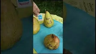 Груши 27 09 2023