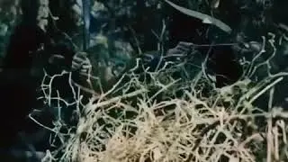 Воины Кайи нашли логово Алынджака . Воскресший Эртугрул . Основание Осман .