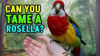 Can Rosellas Be Tamed??
