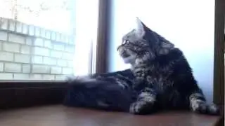 Maine coon Damur talks to a bird. Мейн кун болтает с птичкой