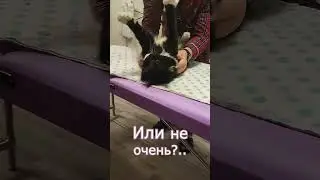 Массажный стол для кота. Как вам идея? 🙀