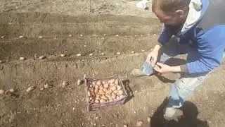 КАК ПРАВИЛЬНО САЖАТЬ КАРТОШКУ