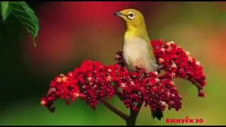 [Khuyên mái] - Kích trống mộc bổi mau mở mỏ líu xoè nhanh