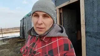 Приучаем козлят пить из ведра Дела житейские
