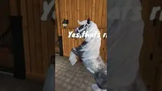 Star Stable TikTok Edit. So where is my mom..... 🤍