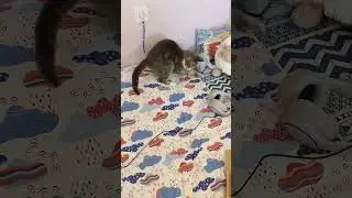 La chatte
