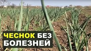 Чеснок без болезней и вредителей