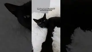 What do you think?🤔🥺 Sofa from @mewoofun #funnycats #cats #blackcats #funnyvideos #shorts #cute