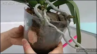 Предновогодняя пересадка орхидеи после цветения! 🌿🌺