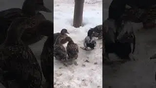 Подсадные утки на продажу