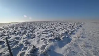 Охота на зайца - Камышовый профессор!