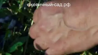 Канадская жимолость Бореал Близард.