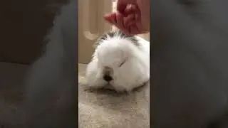 Sleeping Lola receives some sneaky, gentle pets.