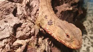 Krokodilschwanzechsen Fütterung 🐊🪱