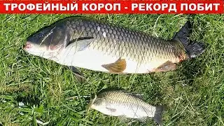 КОРОП НА ПЬЯНУЮ КУКУРУЗУ / Ловля коропа на волосяную оснастку