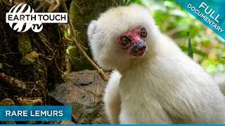 Ghosts of the Forest: Lemurs on the Brink of Extinction | Full-length Movie
