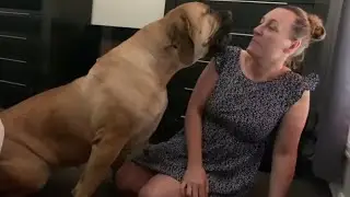 Big Boerboel Female Don’t Mock Me Mumma 