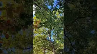 Сестри Леванте в цветах ноября.