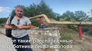 Массовые спилы деревьев Крыма на Соц проектах. Почему ничего не щадят? #крым #юбк #экология