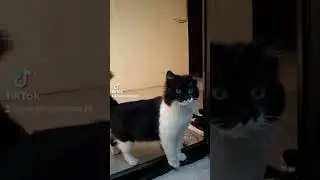 КОТИК ПРИШЁЛ В ГОСТИ