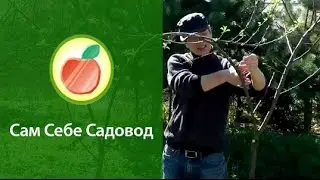 Combining two trees into one. Part 2.