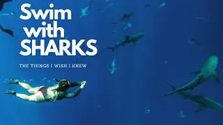 Swim with Sharks NO CAGE! Oahu, Hawaii