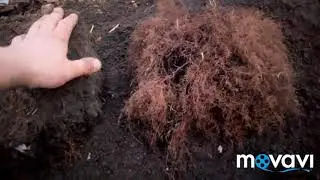 Raspberry from mother root. A super method! Elementary.