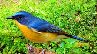 Suara Burung Tledekan Gunung Gacor - Masteran Dan Pancingan Terbaik