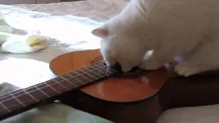 British Shorthair Cat playing the Guitar