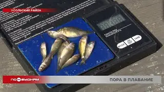 19 тысяч мальков сазана выпустили в реку Белую в Усольском районе