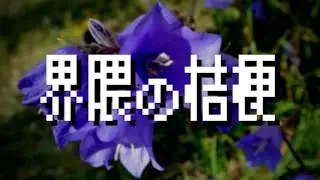 界隈の桔梗 / Neighborhood Bellflower