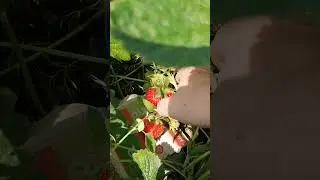ЧТО С КЛУБНИКОЙ???