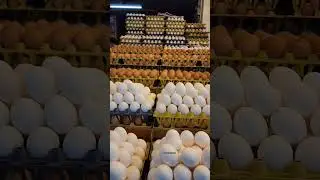 Eggs in Motion