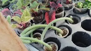 🌱15.08 небольшой обзорчик черенка в теплице