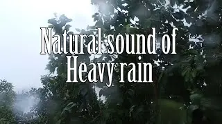 TIDUR NYENYAK DENGAN SUARA HUJAN | Natural Sound Of Heavy Rain #relaxing