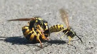 Hornisse gegen wespe