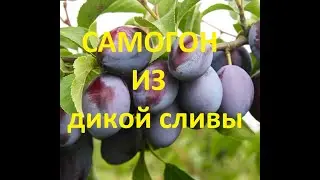 самогон из дикой сливы и тёрна